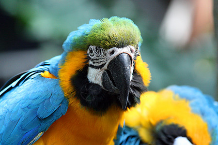 Macaw 硬体羽毛异国黄色红色热带动物生活俘虏荒野账单图片