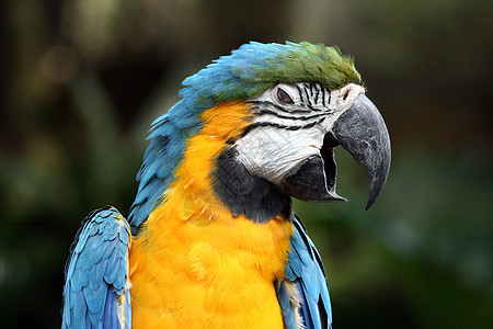 Macaw 硬体动物丛林野生动物红色宠物鹦鹉动物园荒野俘虏濒危图片