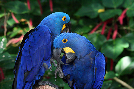 Macaw 硬体红色蓝色鹦鹉俘虏情调动物账单异国黄色动物园图片