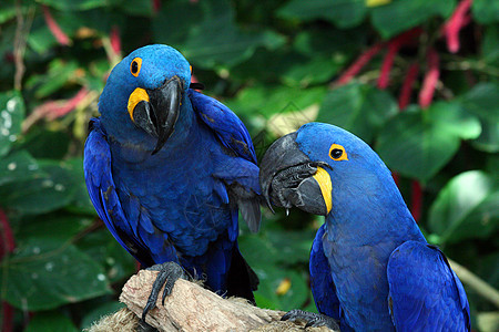 Macaw 硬体俘虏热带黄色蓝色濒危丛林生活异国动物鹦鹉图片
