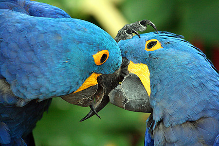 Macaw 硬体动物园宠物羽毛热带动物野生动物丛林濒危生活荒野图片