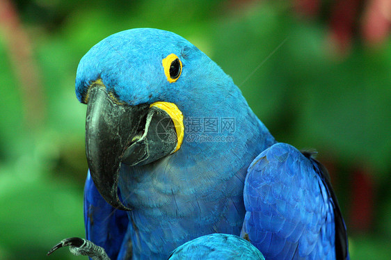 Macaw 硬体黄色动物园生活情调热带宠物账单鹦鹉蓝色丛林图片