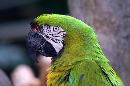 Macaw 硬体情调异国丛林生活羽毛账单濒危热带黄色动物园图片