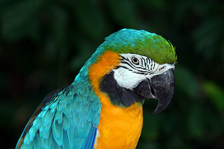 Macaw 硬体濒危异国热带红色野生动物黄色情调鹦鹉生活账单图片