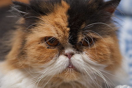 意大利 CatSac表达式荒野鼻子毛皮胡须眼睛小猫头发宏观猫科动物宠物图片
