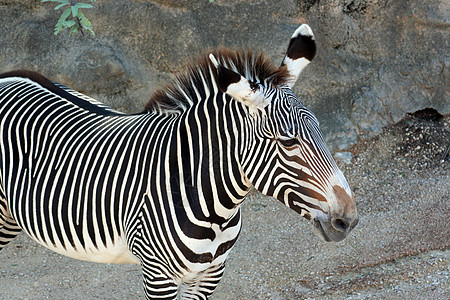 斑马丛林动物哺乳动物大草原公园白色黑色荒野条纹动物园图片