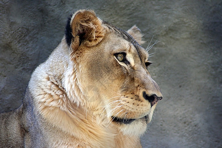 狮子狮座捕食者外套丛林毛皮成人荒野女性动物休息老虎图片