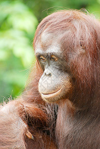 Orang 乌塔肖像荒野动物野生动物猩猩动物群动物园图片