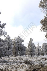Hoar Frost背景所覆盖的沙漠图片