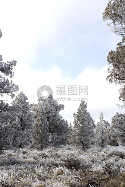 Hoar Frost背景所覆盖的沙漠图片