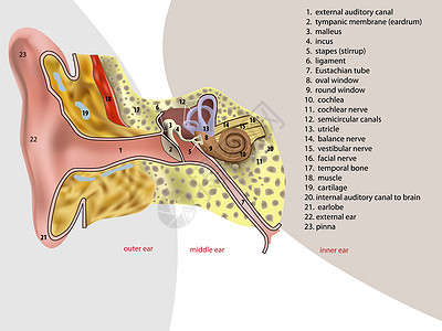 耳腔解剖耳朵鼓膜半圆形插图神经镫骨运河管子砧骨科学图片