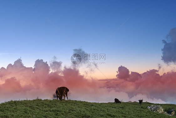 3号草原上的台湾三巴图片