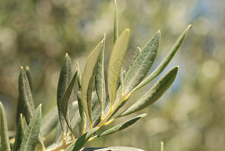 橄榄枝橄榄林国度橄榄树天空树叶图片