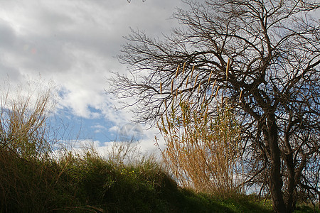 布鲁里亚纳-布卢德马勒德乌的干枯树图片