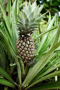 菠萝厂荒野花园食物收成热带植物绿色水果生长图片