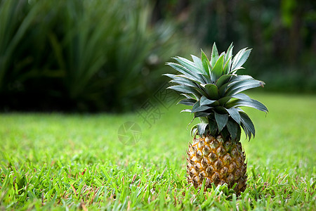 新鲜菠萝水果植物绿色花园食物收成荒野热带生长图片