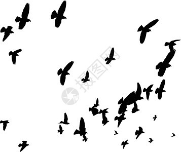 天空中的鸟鸟     世界和平象征翅膀团体插图符号动物背光航班鸟群图片