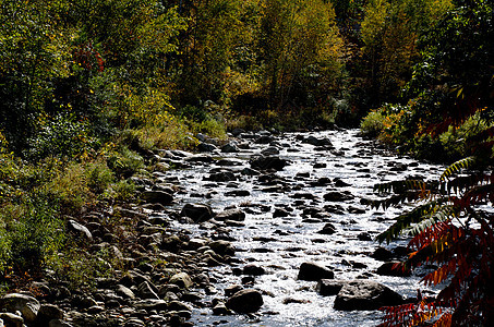 佛蒙特州路德洛荒野摄影树木树叶颜色季节风景叶子环境旅行图片