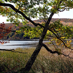 佛蒙特州路德洛树木旅行环境季节叶子摄影颜色荒野树叶风景图片