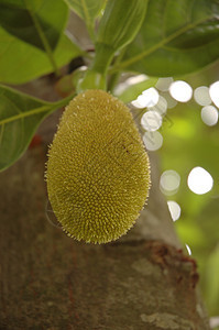 Jackfruit 粗金刚石植物群水果热带食物黄色菠萝蜜生长图片