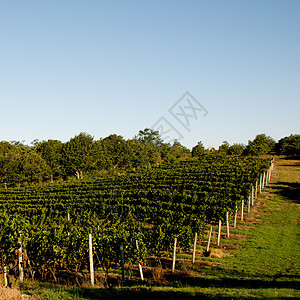 科德角特鲁罗葡萄园山谷旅行栽培农场乡村种植行数葡萄图片