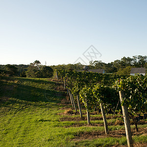 科德角特鲁罗葡萄园旅行山谷农场葡萄种植乡村栽培行数图片