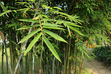 竹叶热带竹子场景文化环境森林园艺树林植物背景图片