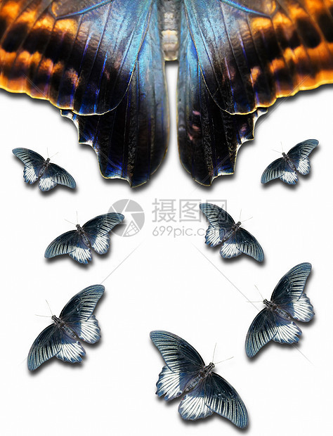 蝴蝶昆虫野生动物白色蓝色飞行黄色黑色动物翅膀图片
