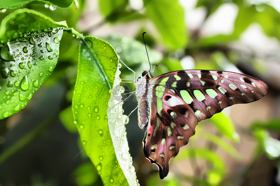 蝴蝶黄色白色叶子绿色蓝色飞行动物植物野生动物翅膀图片
