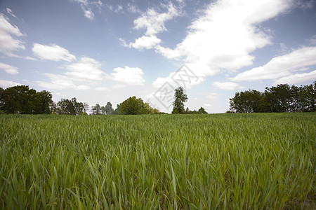 绿谷物条纹绿色季节玉米阴影消失文化风景场地天空图片