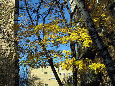 秋天在城里蓝色城市天空房子季节桦木黄色背景图片