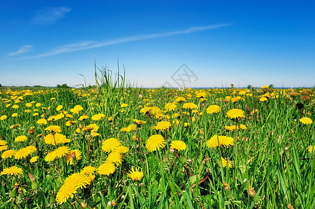 面粉植物群花瓣生长乡村植物阳光草地宏观场地晴天图片