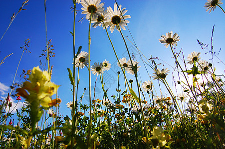 蓝天空下花朵的菊花季节花朵天空土地公园花瓣风景场地蓝色阳光图片