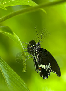黑蝴蝶和白蝴蝶都浸满了小滴图片