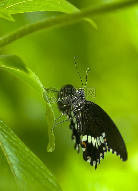 黑蝴蝶和白蝴蝶都浸满了小滴图片