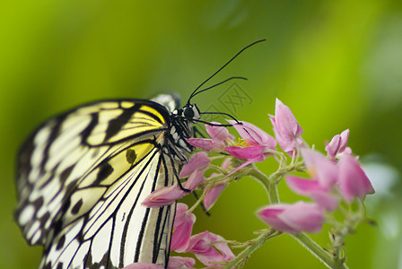 黑白蝴蝶宏观情调昆虫植物群野生动物植物叶子眼睛花园树叶图片