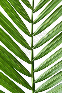 棕榈花植物叶子绿色宏观热带背景图片