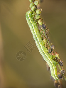 毛毛虫植物绿色动物鳞翅目野生动物蝴蝶昆虫图片