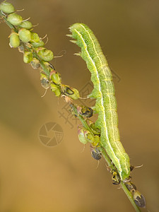 毛毛虫动物植物蝴蝶绿色野生动物昆虫鳞翅目图片