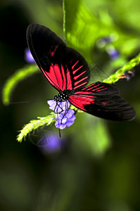红海利西尼乌斯多拉蝴蝶触角长翼情调黑色花朵热带漏洞生物紫色斑点图片