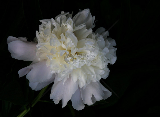 花朵 1水果植物群花园植物蓝色黄色紫色白色花瓣图片