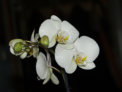 花花 2蓝色植物紫色花瓣花园白色水果植物群黄色图片