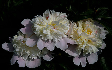 花朵 9图片