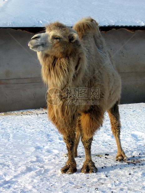 雪上骆驼图片