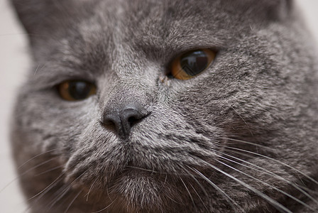 意大利 CatSac表达式宏观毛皮宠物眼睛胡须荒野猫咪鼻子小猫猫科动物图片