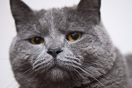 意大利 CatSac表达式毛皮鼻子眼睛荒野小猫宠物宏观胡须猫科动物猫咪图片