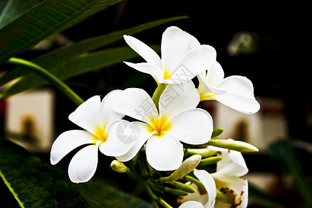 白花花植物花瓣花园热带花束兰花叶子美丽植物学紫色图片
