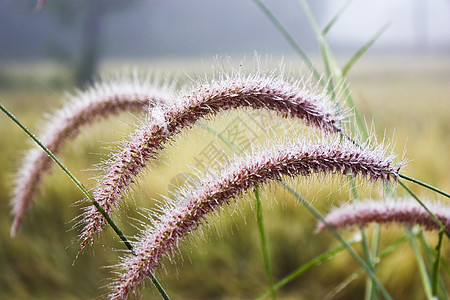 美丽的草地紫色兰花花束植物叶子花园生态植物学花瓣植物群图片