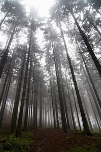 雾中的烟雾森林寒冷松树雾气树木小路粗糙度孤独天气情绪薄雾图片