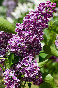 长线的分支叶子宏观紫丁香雌蕊植物花园紫色植物学园艺花瓣图片